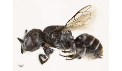 Loài ong mới có sừng như quỷ, mới được phát hiện ở Tây Australia. Ảnh: Getty.
