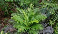 Các nhà khoa học Trung Quốc đã thu hồi được một loại khoáng chất hình thành tự nhiên có chứa các nguyên tố đất hiếm từ cây dương xỉ Blemchnum orientale. Ảnh: Shutterstock.