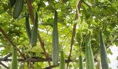 Loài mướp thường thấy mà các nhà khoa học Trung Quốc cho rằng có thể biến thành lớp phủ tàng hình giúp máy bay tiên tiến trở nên vô hình. Ảnh: Getty.