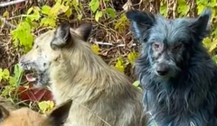 Hình ảnh những chú chó có màu xanh lam được tổ chức Dogs of Chernobyl chia sẻ. Ảnh: DM.