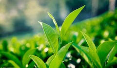 "Trà xanh" trở thành từ khóa hot nhất mạng xã hội những ngày vừa qua. Ảnh minh họa.