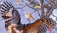 Dù Dì Phương Đông, thuộc họ Cú Mèo, ảnh của Ma Rừng Nguyễn Thanh Liêm