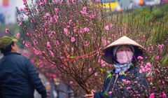 Nhiều chợ hoa, đường hoa sẽ được phục vụ Wi-Fi miễn phí. Ảnh: Cao Anh Tuấn