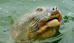 Có nên gọi rùa Hồ Gươm bằng “Cụ”?