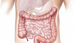 Đại tràng. Ảnh: Boldsky
