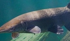 Cá sấu hoả tiễn (Ảnh - BVCC) 