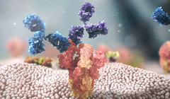 Ảnh minh hoạ cơ chế hoạt động của Evusheld (nguồn - Astrazeneca) 