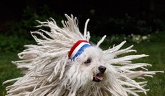 Beast - thú cưng của Mark