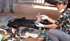 Công tác điều tra về nguyên nhân ngôi đền giữ 40 xác hổ con vẫn đang được tiến hành 