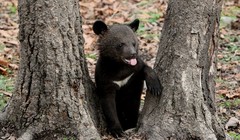 Báo Nga: Một con gấu nhỏ đe dọa cả 3000 quân Phần Lan