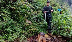 Chó nghiệp vụ đã phát hiện thi thể Aiden Shaw Webb dưới khe núi.