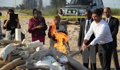 Singapore tiêu hủy lượng ngà voi buôn lậu trị giá 9 triệu USD.