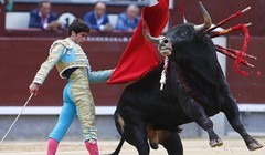 Đang truyền hình trực tiếp, đấu sỹ Tây Ban Nha bị bò tót húc chết (ảnh minh họa)