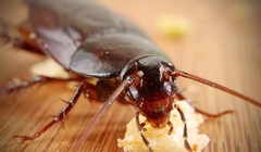 Sữa gián sẽ trở thành siêu thực phẩm của tương lai?