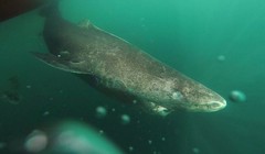Cá mập Greenland (Somniosus microcephalus).