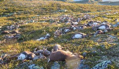 Na Uy: Hơn 300 con tuần lộc chết vì sét đánh trên cao nguyên Hardangervidda.
