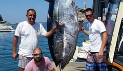 Bắt được con cá ngừ vây xanh to kỷ lục ở vùng biển Adriatic.