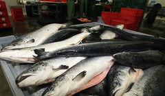 Nga áp dụng thêm biện pháp hạn chế nhập khẩu cá từ Việt Nam (ảnh minh họa).