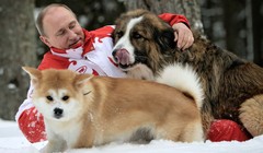 Báo Nga: Nhật Bản đang suy nghĩ lại việc tặng ông Putin con chó Akita Inu thứ hai.