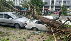 Hậu bão số 3: Hà Nội hỗ trợ 9 địa phương 51 tỷ đồng, chỉ đạo phương án xử lý cây xanh gãy đổ