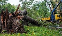 Hơn 40.000 cây xanh gãy đổ do bão Yagi, Hà Nội "cứu" được 3.000 cây