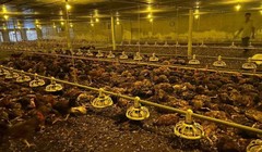 9.000 con gà chết do chạy ngập lụt, chủ trang trại xúc động vì được người dân "giải cứu"