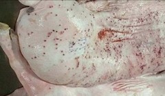 Vụ Công ty C.P. bị tố bán thịt heo bệnh ra thị trường: Bộ Công an điều tra động cơ phát tán hình ảnh