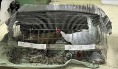 Kháng nghị bản án 6 năm tù, người đàn ông nuôi gà lôi được tại ngoại 