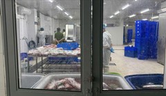 Thu giữ 65 tấn thịt trâu giả bò Wagyu