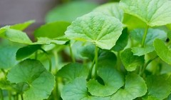 Rau má là loại rau sống ở vùng đất ngập nước, có vị hơi đắng, tính mát, thường thường được dùng trong bữa ăn hàng ngày.