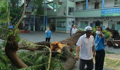 Sự cố phượng bật gốc gây thương vong tại trường THCS Bạch Đằng (quận 3, TP.HCM)