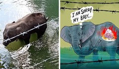 Nhức nhối chuyện bảo vệ động vật hoang dã, vật nuôi trong nhà. Ảnh: Internet