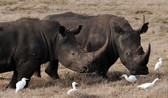 Cứu tê giác đen có nguy cơ tuyệt chủng cao bằng công nghệ hiện đại. Ảnh: Internet