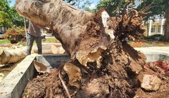 Cây bị mục ruỗng, ngã đổ gây nguy hiểm. Ảnh: Vietnamnet