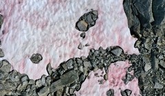 Băng tuyết màu hồng xuất hiện trên dãy Alps. Ảnh: RTE