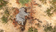 Điều tra nguyên nhân gây ra cái chết bí ẩn của những con voi ở Botswana. Ảnh: CNN