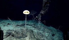 Bọt biển thủy tinh mới có tên gọi Advhena magnifica. Ảnh: IFL Science