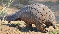 Myanmar vừa cho phép các cơ sở nước này nuôi hổ, tê tê và các loài động vật hoang dã. Ảnh: Speciesonbrink