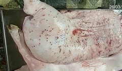 Heo bệnh tại cơ sở gia công cho C.P. Việt Nam sao lại có dấu được lưu thông?