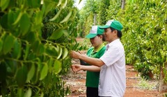 Ba kịch bản với "vàng đen" Việt Nam khi Mỹ áp thuế quan mới