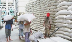 Đề xuất thu mua tạm trữ gạo ngược phản biện chuyên gia