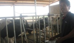 Bò sữa đang là vấn đề “nhức đầu” của địa phương trong thời gian qua