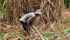 Mực nước trong các kênh rạch cao hơn sau khi được mở công lấy nước từ sông Đồng Nai đã giúp người trồng mía dề dàng hơn trong việc vận chuyển mía đi tiêu thụ