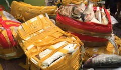 Cá trắm, ba ba Trung Quốc từ biên giới tuồn về Hà Nội tiêu thụ