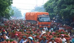 Vải thiều chợ Kép bị tắc nghẽn ở Quốc lộ 31 thời điểm chính vụ tháng 6/2014