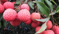 Úc chính thức mở cửa đón trái vải Việt Nam