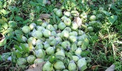 500 đồng một kg ổi, người miền Tây bỏ chín đầy vườn