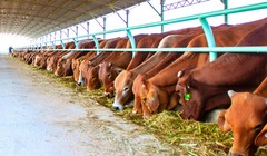 Bầu Đức cho biết, lý do chưa ghi nhận doanh thu từ bò vào quý I/2015 vì tập đoàn muốn dồn dòng tiền này cho quý II, thời điểm bò xuất chuồng đạt chuẩn với số lượng lớn. Ảnh:Vũ Lê.