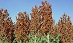 Siêu cao lương là giống cao lương mới (ở VN được biết đến nhiều hơn với tên bo bo) - Ảnh tư liệu