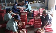 Nhiều bộ, ngành cùng quản một quả trứng nhưng lại thiếu sự thống nhất khiến doanh nghiệp gặp khó khăn.